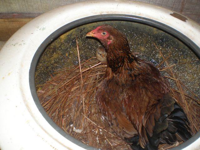 mama gallina cuidando a su cria.JPG